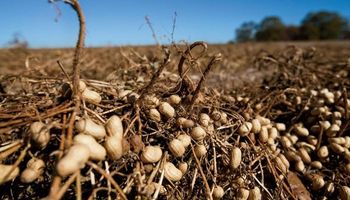 El maní presentó sus desafíos para potenciar el consumo mundial en un contexto de pandemia