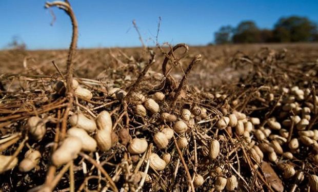 El maní presentó sus desafíos para potenciar el consumo mundial en un contexto de pandemia