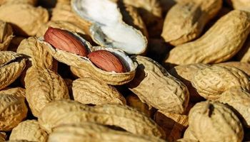 El récord que vino del frío: el maní cordobés es el más dulce del mundo