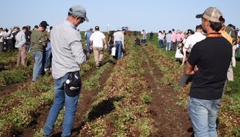 Récord: el cultivo que con 533.000 hectáreas aportó US$ 774 millones en ocho meses