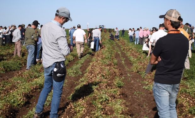 Récord: el cultivo que con 533.000 hectáreas aportó US$ 774 millones en ocho meses