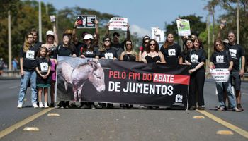 Protesto pede fim da permissão para abate de jumento no Brasil