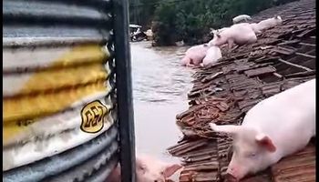 Inundación histórica en Brasil: el video de un grupo de cerdos que quedó arriba de un techo para no ser arrastrados por el agua