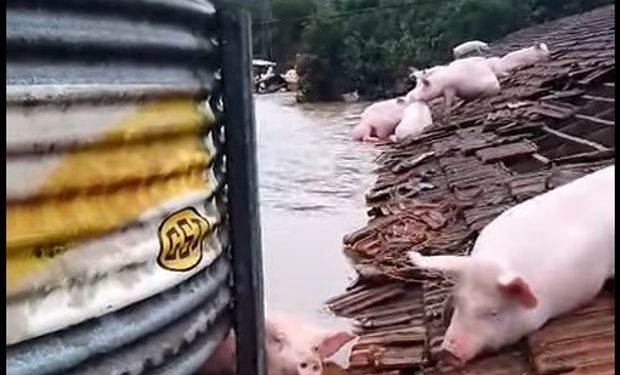 Inundación histórica en Brasil: el video de un grupo de cerdos que quedó arriba de un techo para no ser arrastrados por el agua