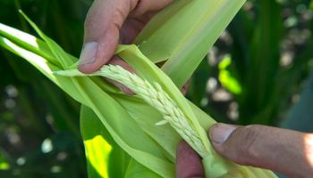 Logran secuenciar el genoma de la chicharrita del maíz