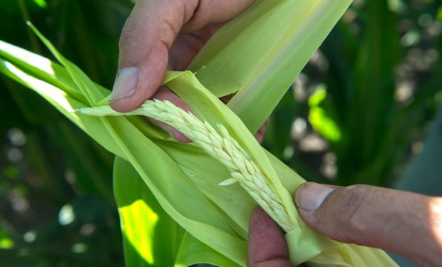 Logran secuenciar el genoma de la chicharrita del maíz: permitirá diseñar estrategias para el control del insecto y el desarrollo de variedades