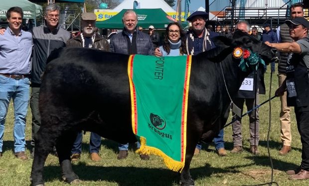 Fêmea Brangus 4 Linhas Africana TEIB 107 Laconquista, de Mano, conquistou a Grande Campeã da Expointer 2023. (Foto - Camilla Menezes/Divulgação)