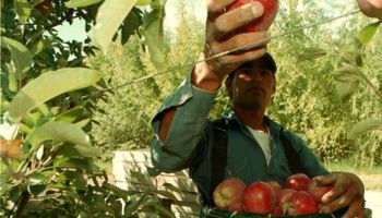 Declaran la emergencia productiva para fruticultores de cinco provincias