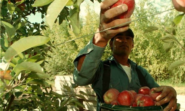 Neuquén, Río Negro, Mendoza, San Juan y La Pampa en emergencia por la producción de manzanas y peras.