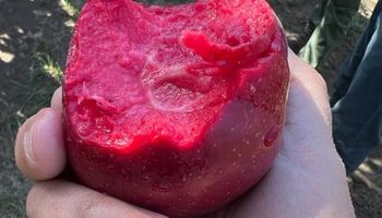 Manzanas de pulpa roja: la innovación de una empresa argentina que es furor en el mundo