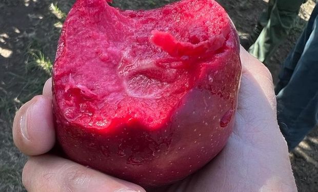 Manzanas de pulpa roja: la innovación de una empresa argentina que es furor en el mundo