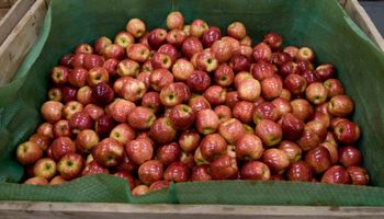 Anunciaron 150 millones de pesos en créditos blandos para productores de peras y manzanas