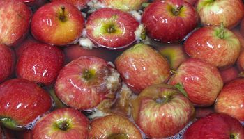 Poscosecha: la importancia de la higiene para reducir pérdidas de frutas
