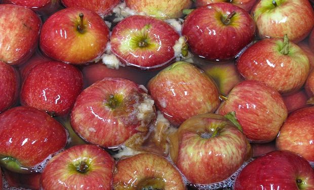 Poscosecha: la importancia de la higiene para reducir pérdidas de frutas