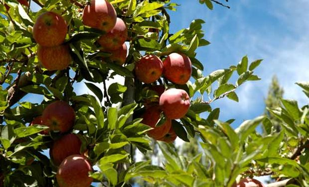 Las manzanas no cosechadas constituyen la antesala de una tormenta perfecta para los chacareros. Las plagas no tardarán en llegar.