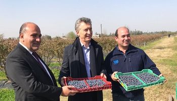 Arándanos: productores pidieron a Macri que baje la alícuota de exportación