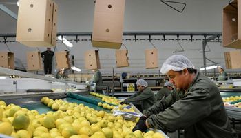 Europa rechazó los limones argentinos por una enfermedad y se buscan nuevos destinos