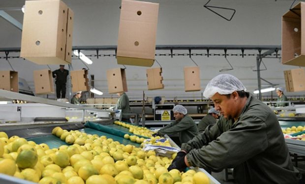 Europa rechazó los limones argentinos por una enfermedad y se buscan nuevos destinos