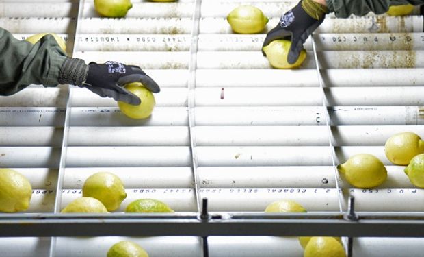 Argentina suspende la exportación de limones tucumanos a Europa por 15 días