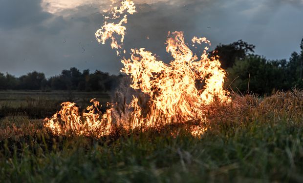 Pastagens representam 14% das áreas afetadas pelo fogo dentre as regiões de uso do agro. (Foto: Freepik)