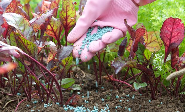 Brasil busca fertilizantes na Jordânia, Egito e Marrocos