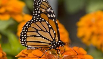 Jardín de mariposas: cómo desarrollar su hábitat y cuál es la mejor manera de atraerlas