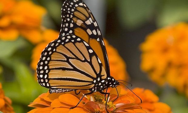 Jardín de mariposas: cómo desarrollar su hábitat y cuál es la mejor manera de atraerlas