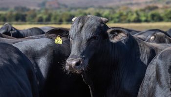 Setor produtivo e Mapa concordam em rastrear todos os bovinos do Brasil