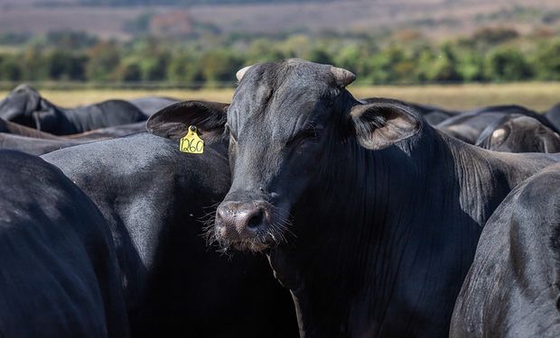 Setor produtivo e Mapa concordam em rastrear todos os bovinos do Brasil