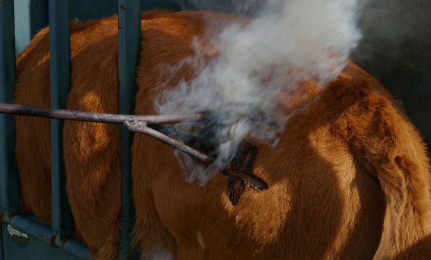 Projeto de Lei argumenta haver alternativas que causem menos ou nenhuma dor. (foto - divulgação)