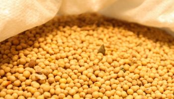 Margem da soja avança com alta do óleo e queda no custo do grão