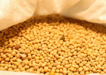 Margem da soja avança com alta do óleo e queda no custo do grão