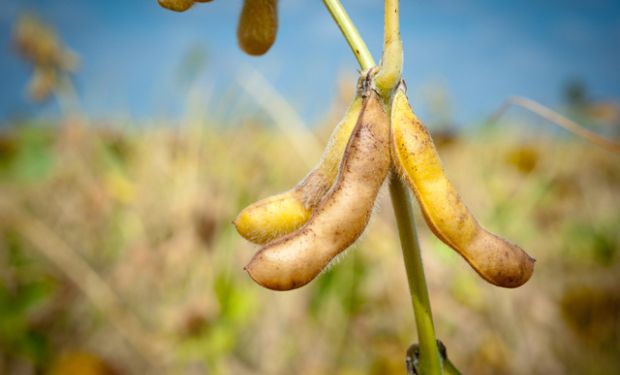 Agricultores argentinos siembran casi el 50% de la superficie en soja y trigo de Uruguay.