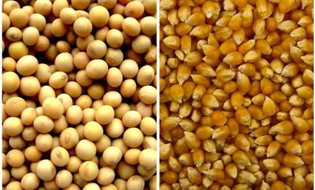 El cambio en los precios de la soja y el maíz en los últimos dos meses ha configurado un nuevo escenario productivo.