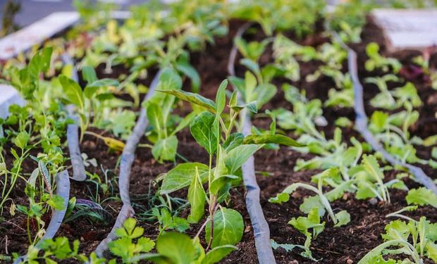 Maricá, cidade do Rio de Janeiro, se tornou uma das referências mundiais em agroecologia e agricultura urbana. Foto: divulgação