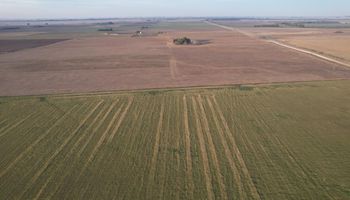 Venta de campos: la nueva forma de ver y entender el valor real de la tierra que lanzó una inmobiliaria rural