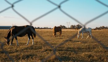 ¿Qué tan evasor de impuestos es el agro argentino?