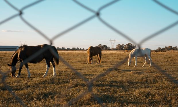 ¿Qué tan evasor de impuestos es el agro argentino?