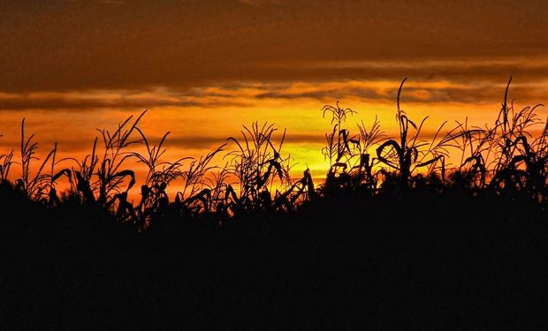 Sube el precio de los fertilizantes y retrocede la relación de canje contra soja, maíz y trigo