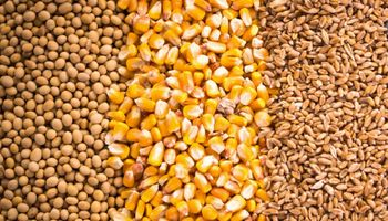 El mercado de soja, trigo y maíz se prepara para un informe clave