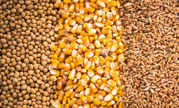 El mercado de soja, trigo y maíz se prepara para un informe clave