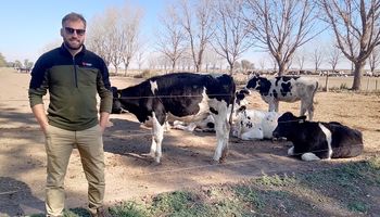Martín Rostagno, el argentino que se va a producir leche a Tasmania: "No tenemos nada que envidiarles"