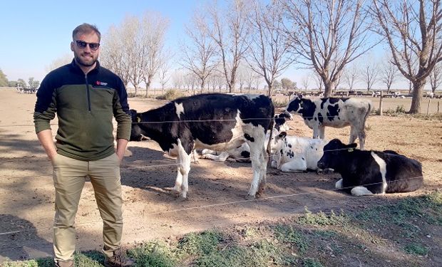 Martín Rostagno, el argentino que se va a producir leche a Tasmania: "No tenemos nada que envidiarles"