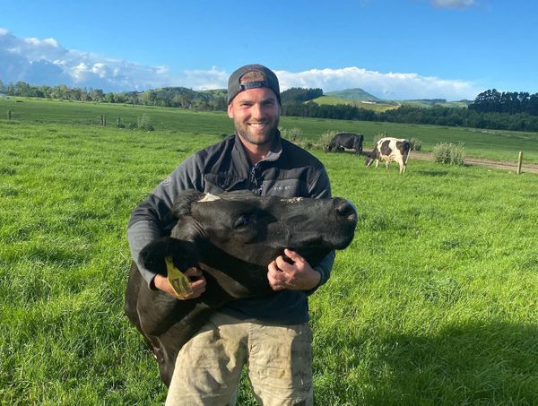 martin rostagno con vaca en el tambo
