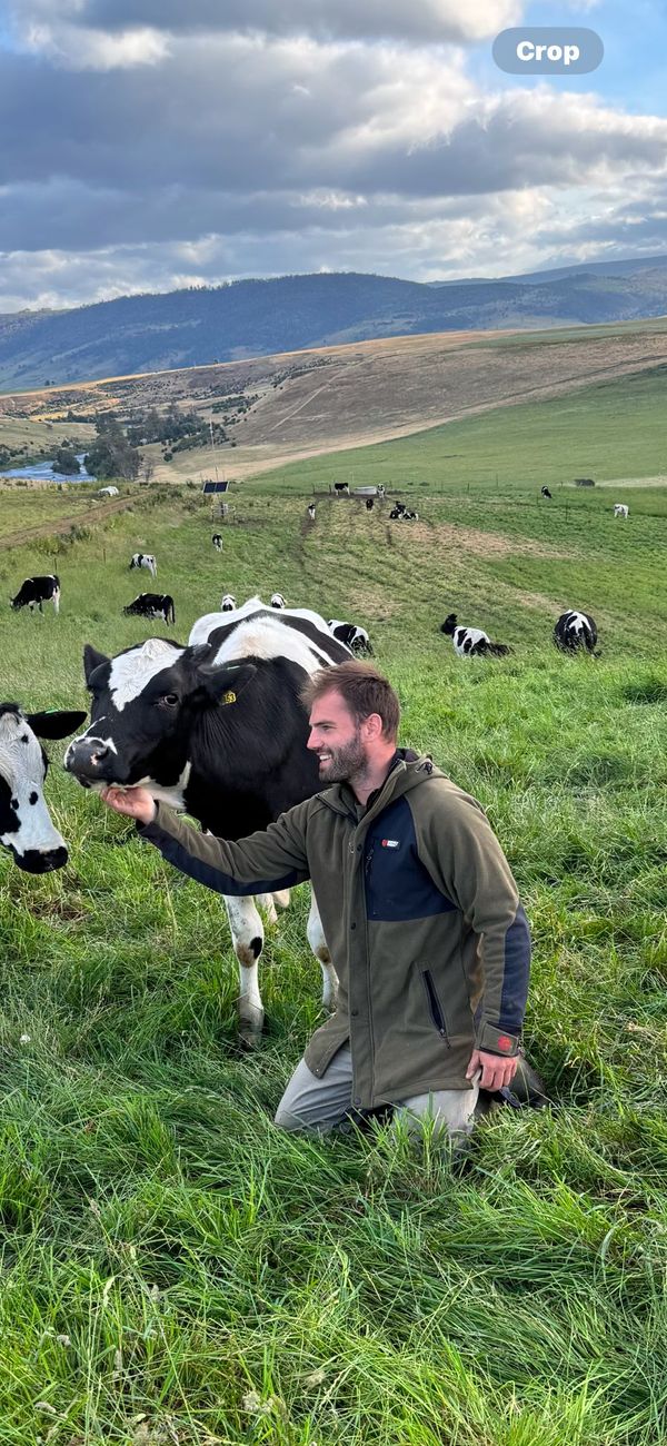martin rostagno junto a una vaca
