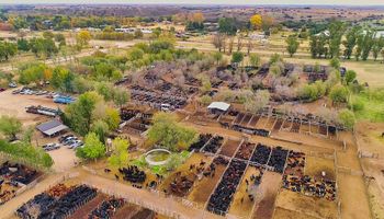 "Es la fiesta del productor": se acerca un gran remate de una zona clave para la ganadería argentina, de donde sale el mejor lote de terneros