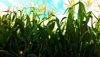 Proyectan aún más maíz en los Estados Unidos