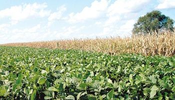 Más soja menos maíz: traslado de superficie