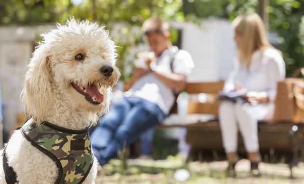 En Argentina y en el mundo: los nombres de perros más usados