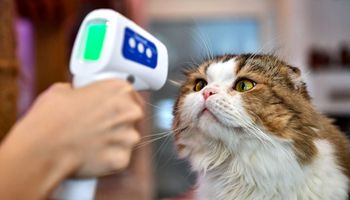Qué síntomas tienen y cómo cuidar a los animales con coronavirus